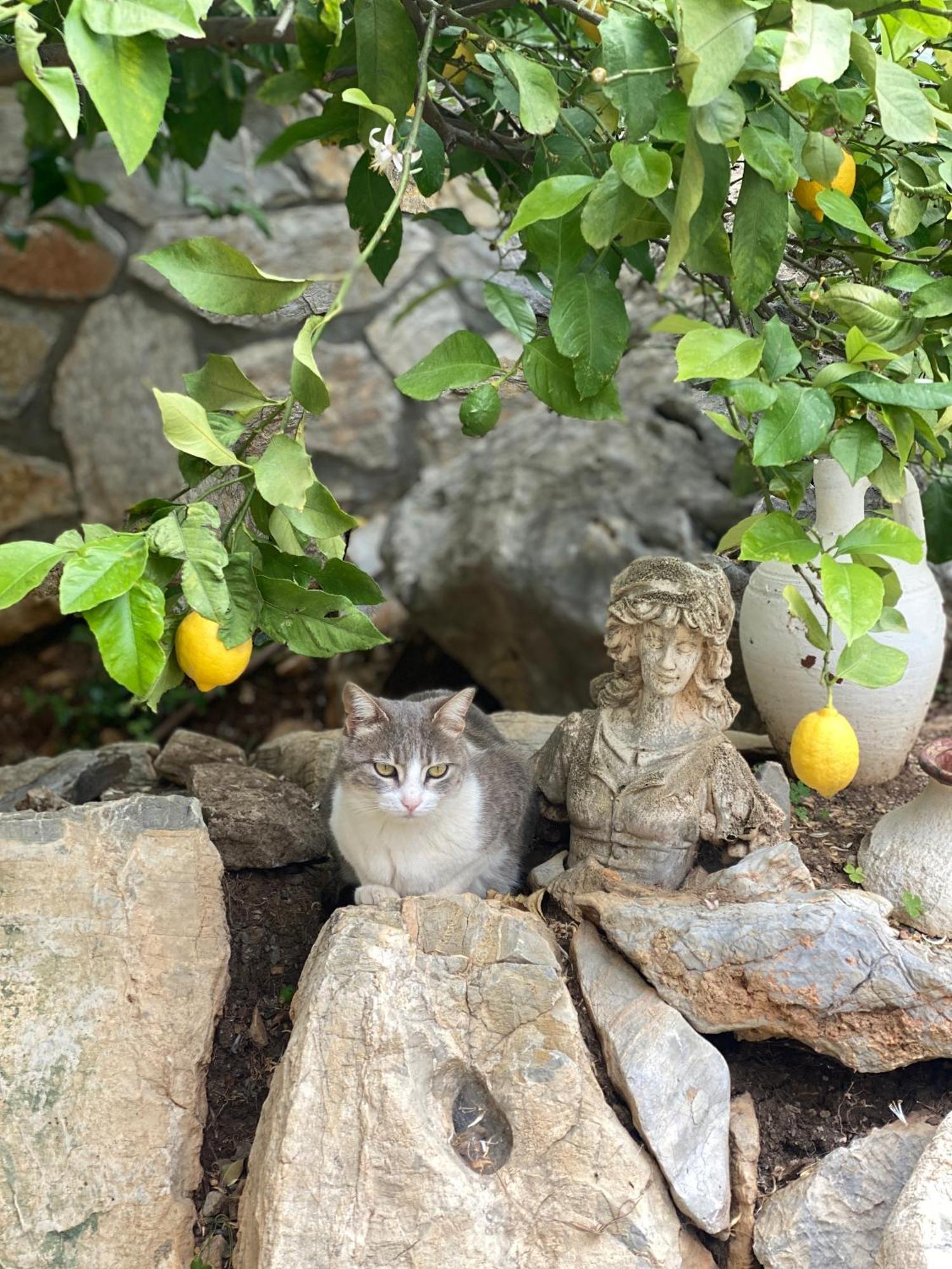 Hotel Villa Tokur Datça Buitenkant foto