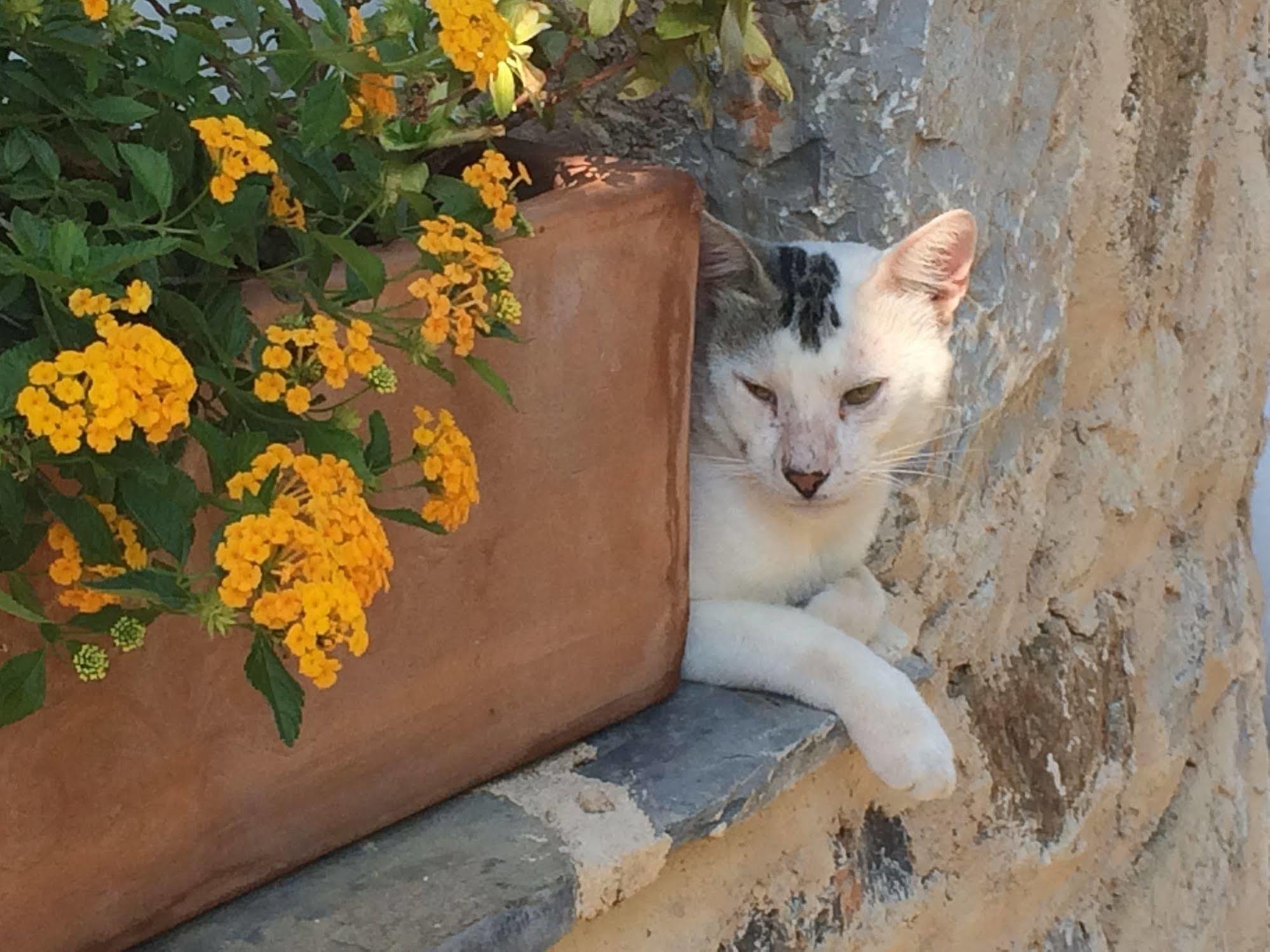 Hotel Villa Tokur Datça Buitenkant foto